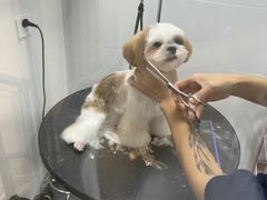 -帕帕拉兹宠物(亚洲旗舰店)