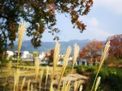 -塔川景区