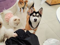 -怪兽屋·羊驼·猫咖·狗咖(俊华广场店)