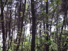 -铁山坪森林公园