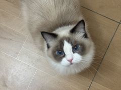 -唐小姐の私宠·宠物洗护美容·撸猫馆·购宠(周浦万达旗舰店)