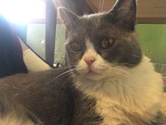 -猫猫幼稚园·撸猫·桌游·电玩