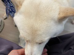 -柴迷FANS CLUB·柴犬狗咖·猫咖