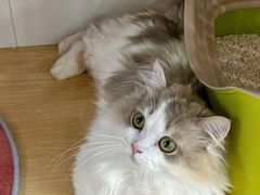 -青奢宠物·青奢猫舍