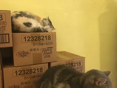 -猫色咖啡·猫咖
