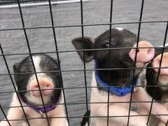 -前小桔亲子创意农场·草莓采摘·露营烧烤