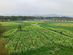 -苏州太湖西山岛开心农场