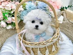 -萌宠之家·腊肠犬·马尔泰·小体犬舍