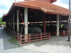 -是拉差龙虎园(Permanently closed)
