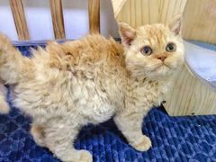 -宠爱国际动物医院·消化内科·心肾内科·ISFM猫友好(望京店)