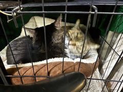 -沙湾姜埋奶(兴新包店)