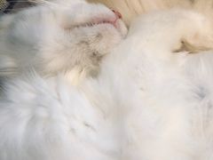 -平行世界·猫咖(首经贸店)