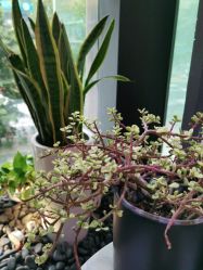 -意念造型