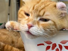-平行世界·猫咖(首经贸店)