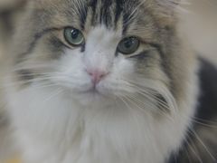 -柴迷FANS CLUB·柴犬狗咖·猫咖