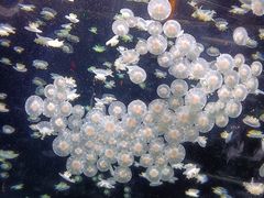 -太平洋海底世界