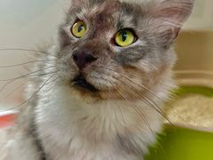 -青奢宠物·青奢猫舍