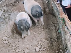 -米果果小镇