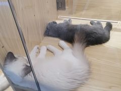 -屋虎猫馆(宝安大仟里店)