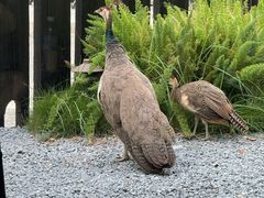 -J Create城市露营咖啡·简餐·宠物(上海动物园店)