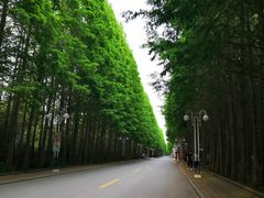 -日照海滨国家森林公园