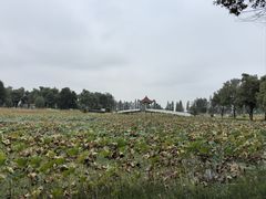 -洪湖生态旅游区