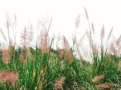 -白鹭湾湿地公园