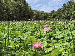 -东郊湿地公园