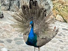 -燕塞湖鸟语林景区