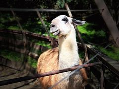 -沈阳森林动物园