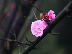 景点-铁山坪森林公园