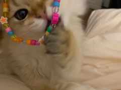 -欣宠猫屋·矮脚拿破仑·蓝金金渐层