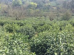 -十八棵（老龙井）御茶园(老龙井店)