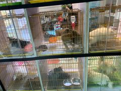 -爱侣宠医·鹦鹉专科·小型哺乳类·异宠专科(灵石路店)