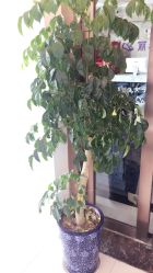 -悦芳庭美肤美体品牌集合店