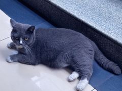 -逗柴咖啡屋·狗咖猫咖宠物桌游