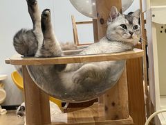 -有喵·猫咖·狗咖·30几只猫10只小狗(岗厦店)