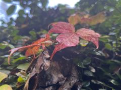 -莲花山公园