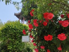-万柳阁小馆·花园餐厅(龙潭湖店)