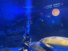 -烟台海昌鲸鲨海洋公园