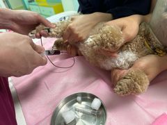 -北京观赏动物医院·24小时大型综合·猫专科·异宠专科