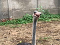 -意大利农场度假村