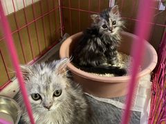-乖乖宠物医院·猫科·急重症中心(车站北路分院)
