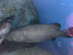 -暹罗海洋世界