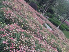 -松山湖梦幻百花洲