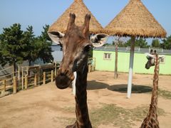 -西霞口神雕山野生动物世界