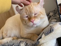 -猫腻·猫咖·撸猫馆(星光大道店)