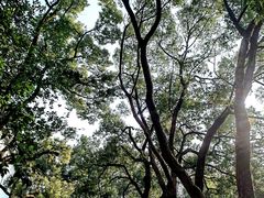 -华中师范大学-图书馆
