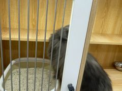 -爱洗澡的猫(天河路店)