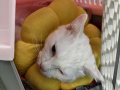 -纳吉亚猫专科动物诊疗中心(蒋宅口分院)